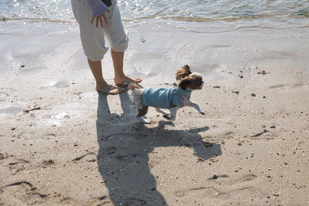 Back view of dog walking on the sand