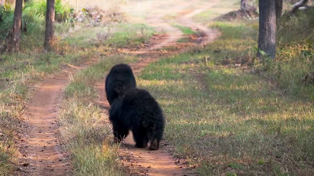 A pair of Sloth Bears walking on a path in the forest.