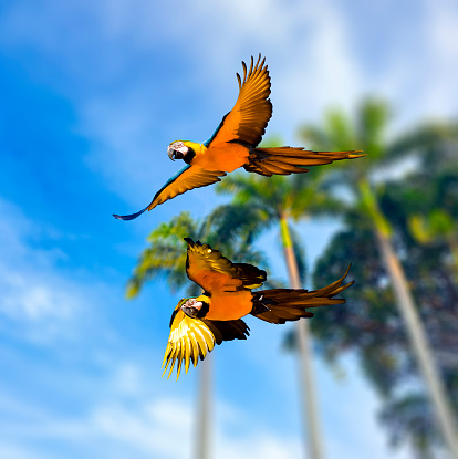 Two parrots flying , in the background tropical palm trees of Caracas city.