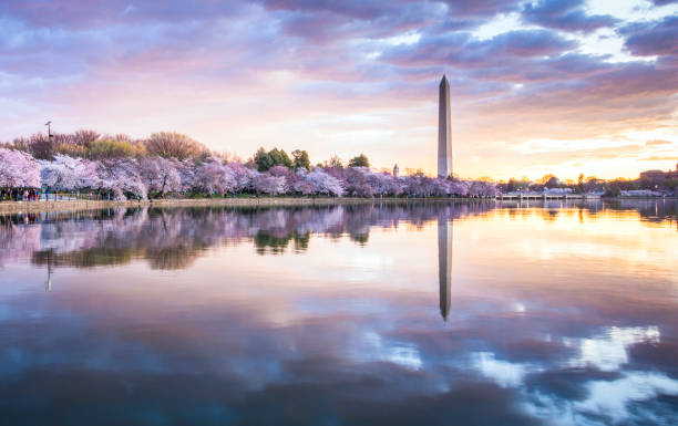 Cherry blossoms in Washington DC during a spectacular sunrise