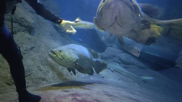 istock Grouper fish is being fed underwater by a diver . 2097195633