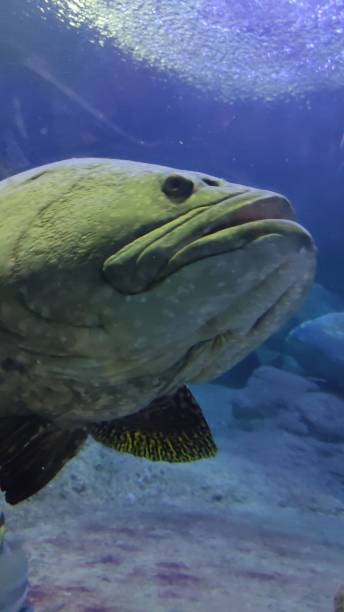 istock Grouper fish under water close up. 2097195636