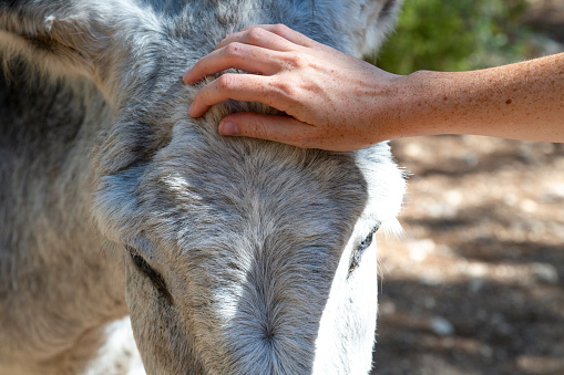 A female hand pets a donket