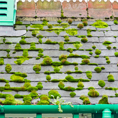 View of a roof covered in green moss