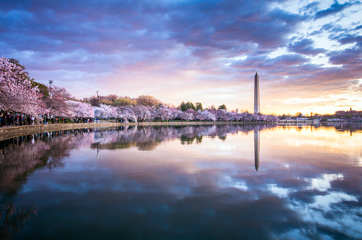 Cherry blossoms in Washington DC during a spectacular sunrise
