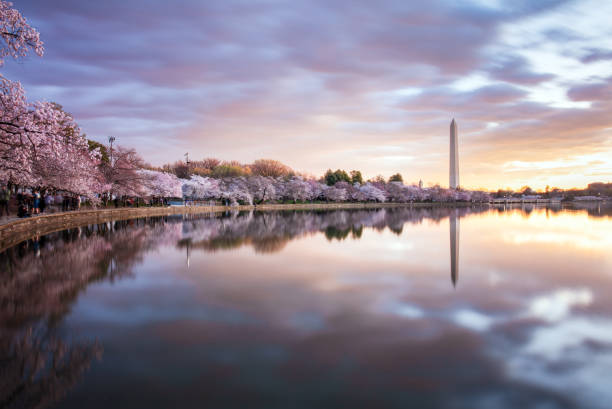 istock Cherry blossoms at sunrise - Washington DC 2097207209