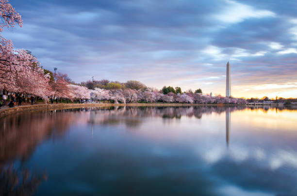 istock Cherry blossoms at sunrise - Washington DC 2097213442