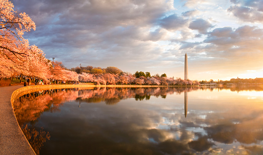Cherry blossoms in Washington DC during a spectacular sunrise