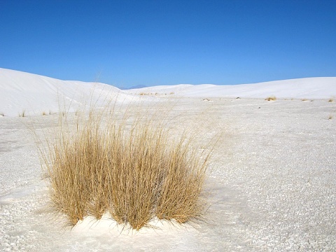 White Sands national monument, New Mexico, USA, North America. Rge bright sunny day