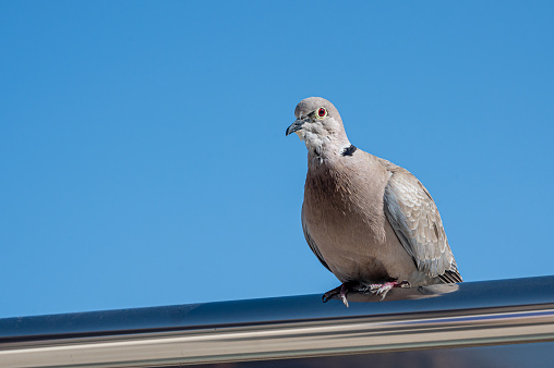 Collared dove,  Streptopelia decaocto, percehed on metal railing with the Atlantic Ocean in the background, Fuerteventura, Canary Islands, Spain