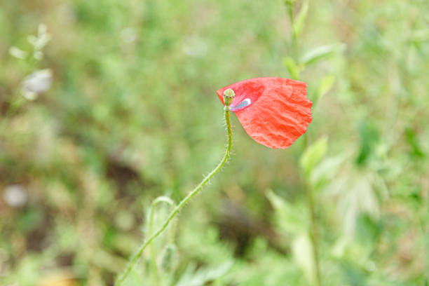 Close-up of a red poppy (Papaver) bud on a curved stem, set against a soft green bokeh background. The wrinkled petals are just starting to open.