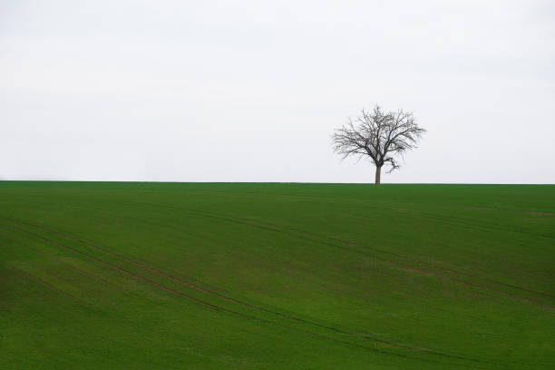 Free Stock Photo of Lone big tree in field of dry grass under blue sky ...