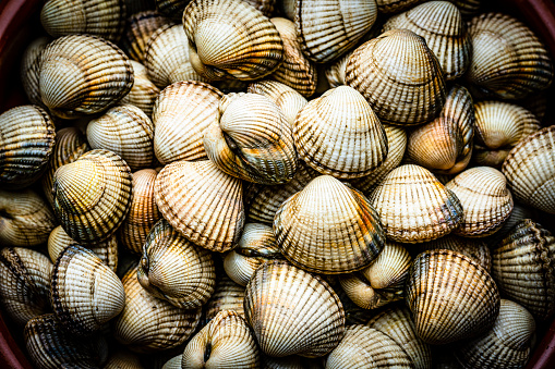 White background of shells closeup