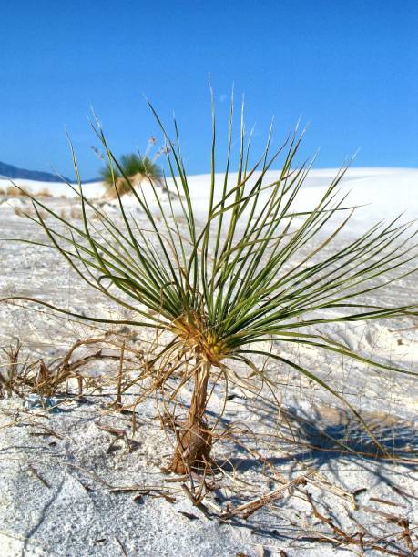 Small yucca plant surrounded by sand