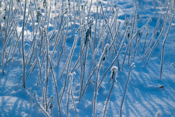 The grass is covered with ice. Beautiful winter landscape. Winter snow background.