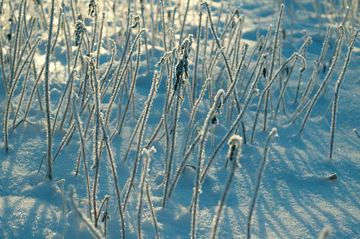 The grass is covered with ice. Beautiful winter landscape. Winter snow background.