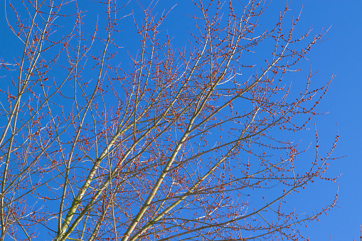 Red buds on a tree. The first harbingers of spring.