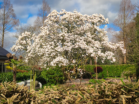 Huge blooming Magnolia tree (Magnolia soulangeana), full of white flowers.