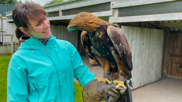 istock PORTRAIT: Tourist at falconry centre with a golden eagle perched on her hand 2097293821