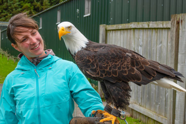 PORTRAIT: Excited visitor at falconry centre holds a magnificent bald eagle