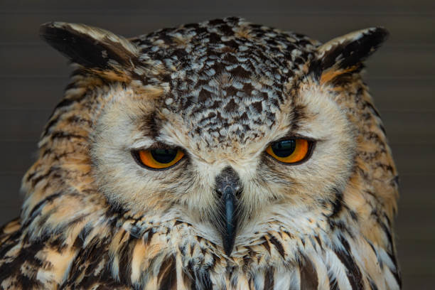 istock CLOSE UP, PORTRAIT: Stoic stare of a beautiful eagle owl with big orange eyes 2097294225