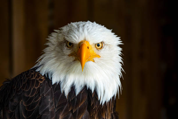 istock CLOSE UP, PORTRAIT: The staring gaze of a bald eagle with striking yellow eyes 2097294728