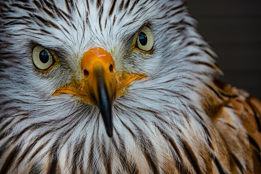 DOF, PORTRAIT, CLOSE UP: Stunning yellow eyes and a staring gaze of a red kite. Remarkably detailed headshot of a beautiful bird of prey. Amazing wild life experience in a Scottish falconry center.