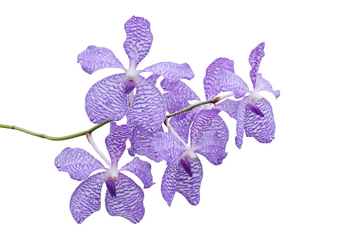 Blooming Violet Vanda Orchid Flowers Isolated on White Background with Clipping Path