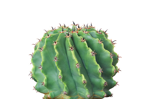 Ferocactus Isolated on White Background with Clipping Path