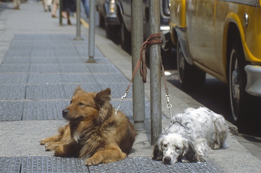 New York City, NY, USA, 1977. Two New York dogs wait on leashes for their owners.
