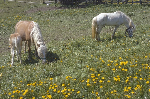 Austria, 1978. Mares and foals in the paddock.