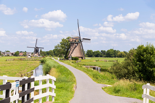 View of a typical Dutch polder landscape on a beautiful summer day. Closed gates are in the foreground. In the background are cows ruminating peacefully in the pasture.