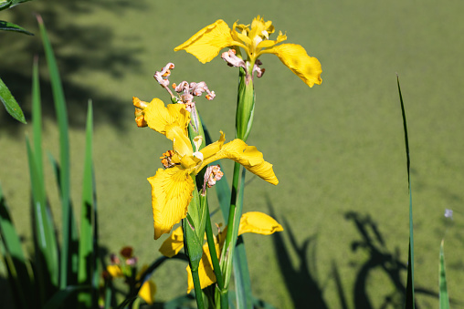 Yellow iris flower on a swamp in summer.
