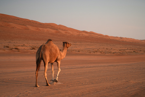 The camel in the desert of Saudi Arabia