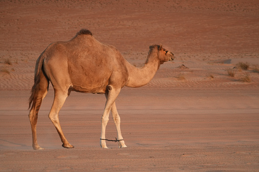 One camel, dromedary-camel,with rope on her front legs, walking at side of dirt road in Wahiba desert, Oman.