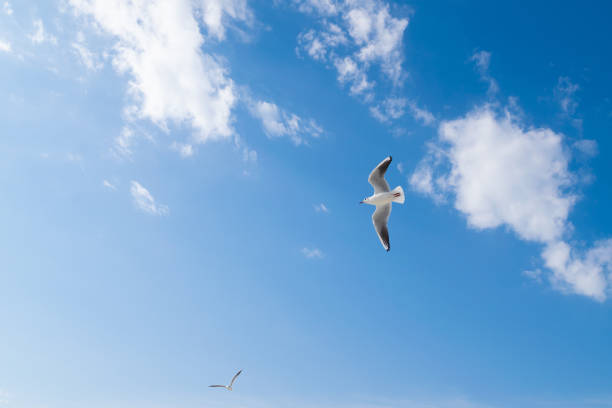 istock Seagulls fly in the blue sky. Birds in flight. 2097330859