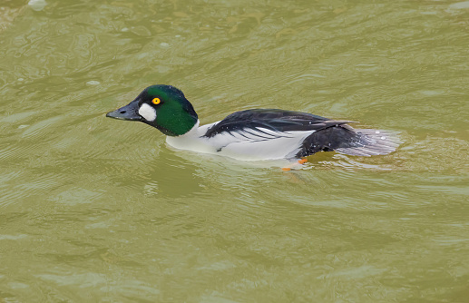 A goldeneye duck come close to the shoreline, well in from the deep waters of Lake Ontario.
