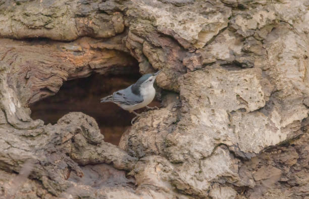 istock White-Breasted Nuthatch Outside The Hole Of A Tree 2097335055