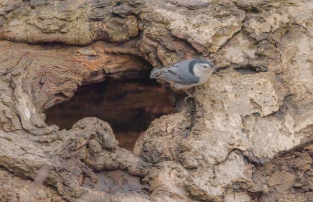 istock White-Breasted Nuthatch Outside The Hole Of A Tree 2097335057