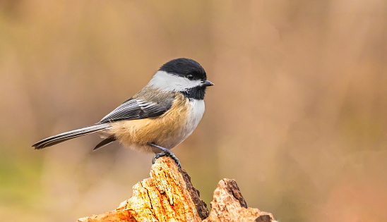 A Black-capped chickadee perched on a tree stump in the woods.