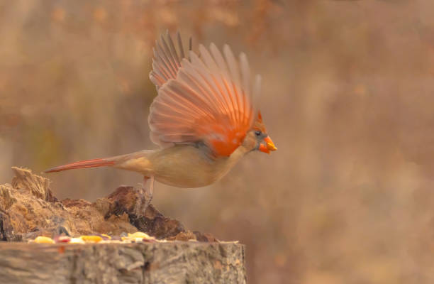 istock A Female Northern Cardinal Seen In Flight 2097335575