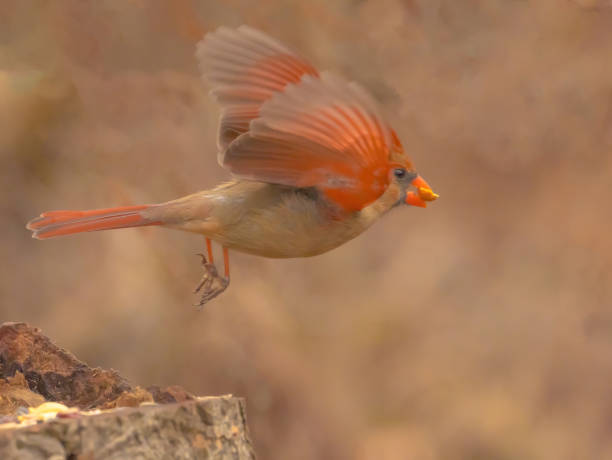 A female Northern Cardinal seen as it flew away from the tree stump with a peanut in its beak.