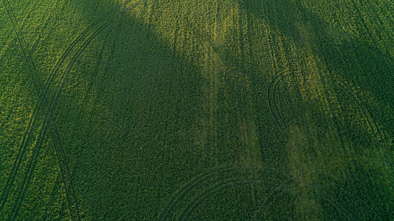 An aerial drone shot of a soybean field on a farm at sunset