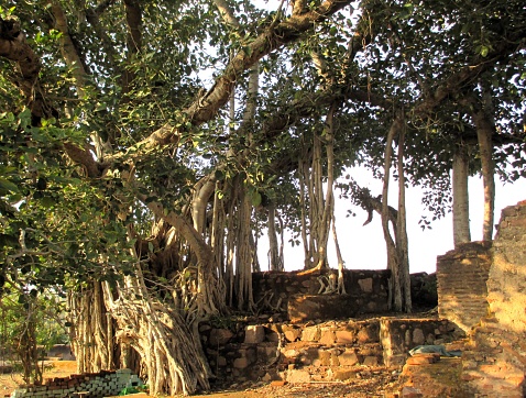 Banyan tree in Orchha, India