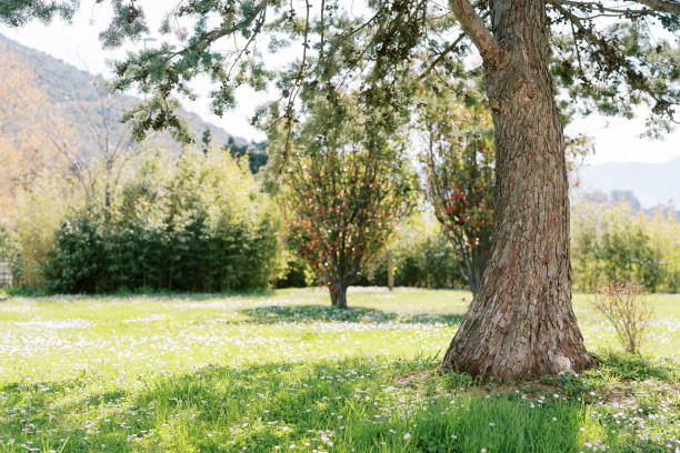 Blooming spring field with large oak tree