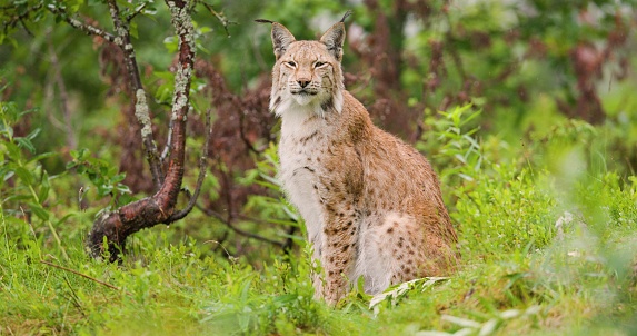 A light brown lynx with dark spots and stripes sits on its hind legs in a grassy area in the forest in summer. It has pointed ears with tufts of fur and stares at the camera.