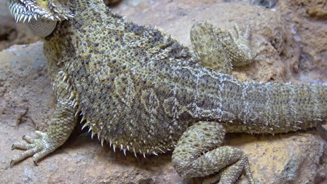 Agamid lizard (Pogona vitticeps) , the bearded dragon