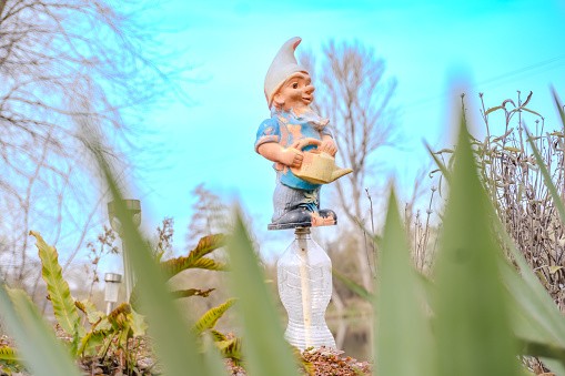 cute garden gnome, white beard, white cap and blue jacket stands in between fresh greenery in a garden on a sunny day with blue sky. In Early Spring. Czech. High quality photo
