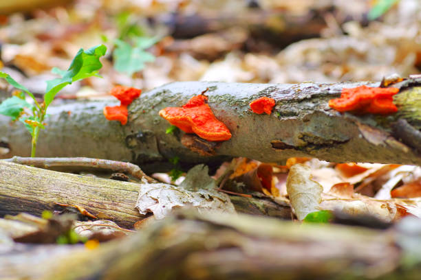 Pycnoporus cinnabarinus, also known as the cinnabar polypore in autumn forest