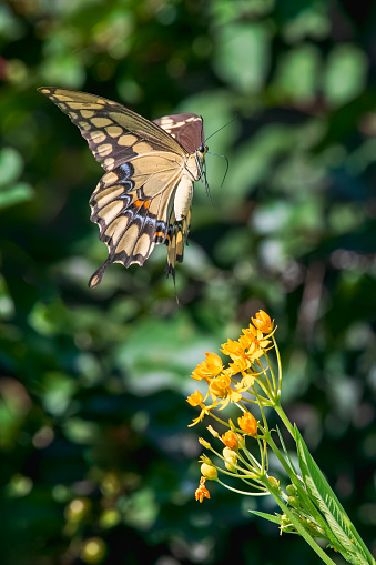Black Swallowtail butterfly flying above yellow milkweed plant blooms